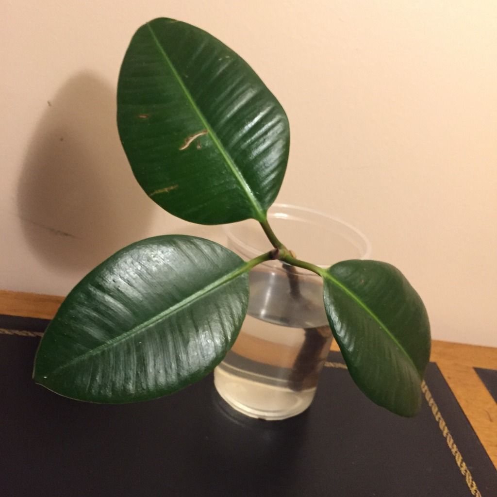  photo 31AF6392-C90E-4F66-AFED-D0761C9F5F1B_zps0rscdgoz.jpg