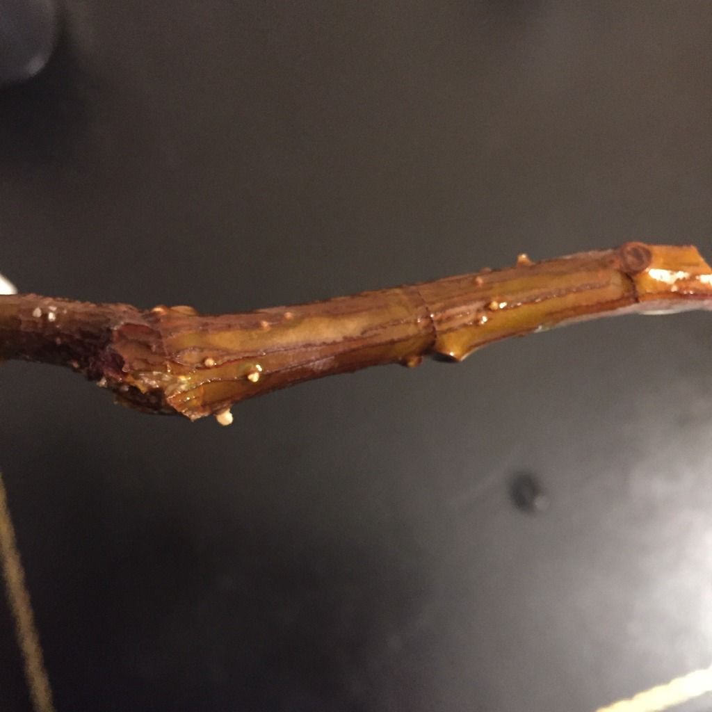  photo 5071B16F-2871-46C3-ADDC-654235DD7972_zps5u5nmi80.jpg