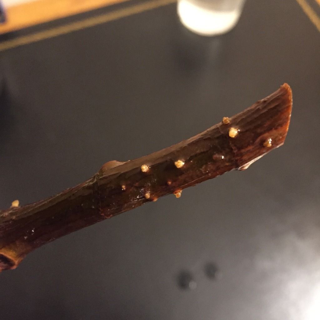  photo CE792F56-5D38-4C15-9BE7-F9F8FB89B095_zpsbjcwlwpb.jpg