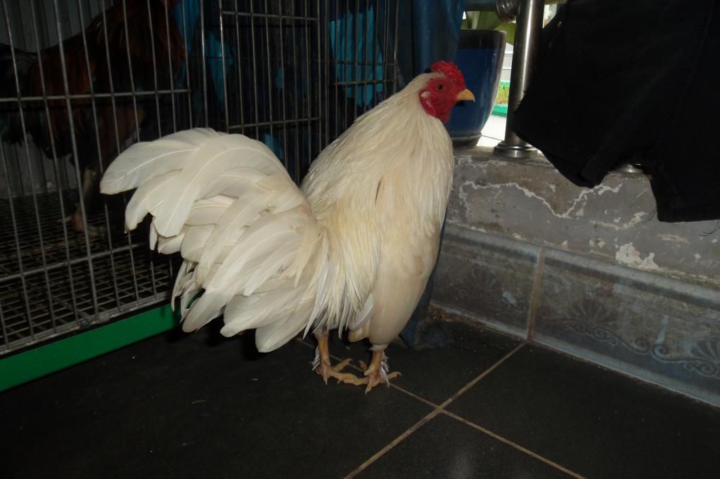 thanh lý gà tre zin - 3