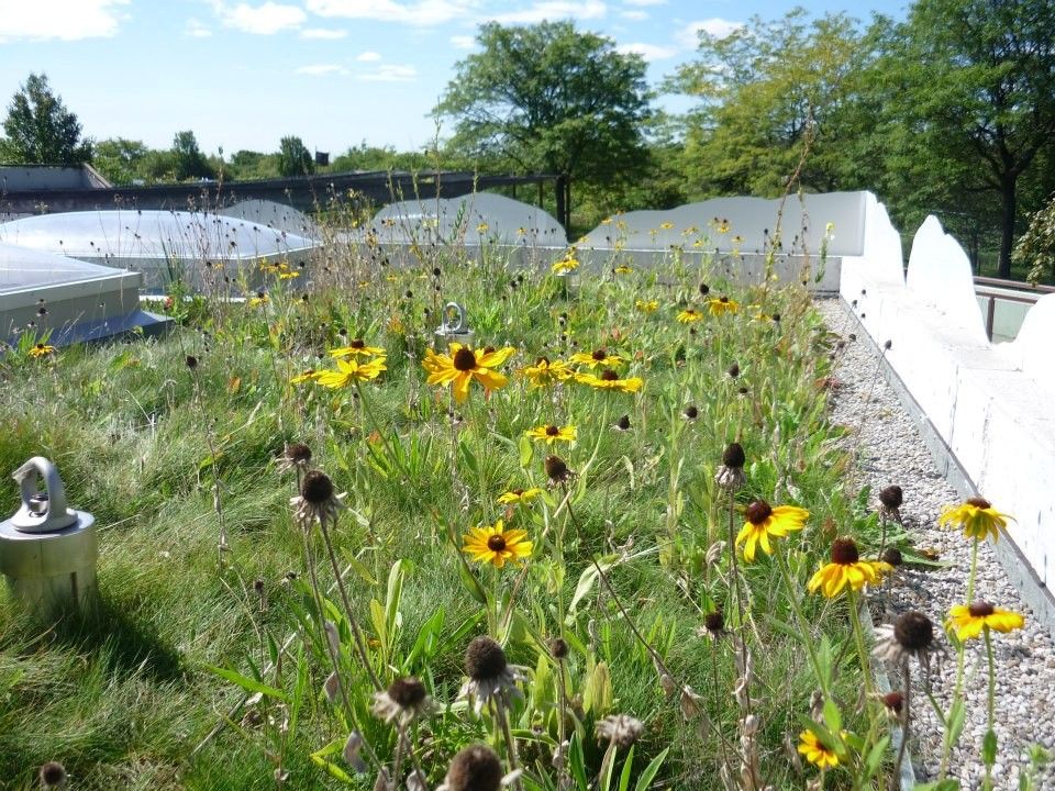 photo PenguinBuildinggreenroof_zps23984965.jpg