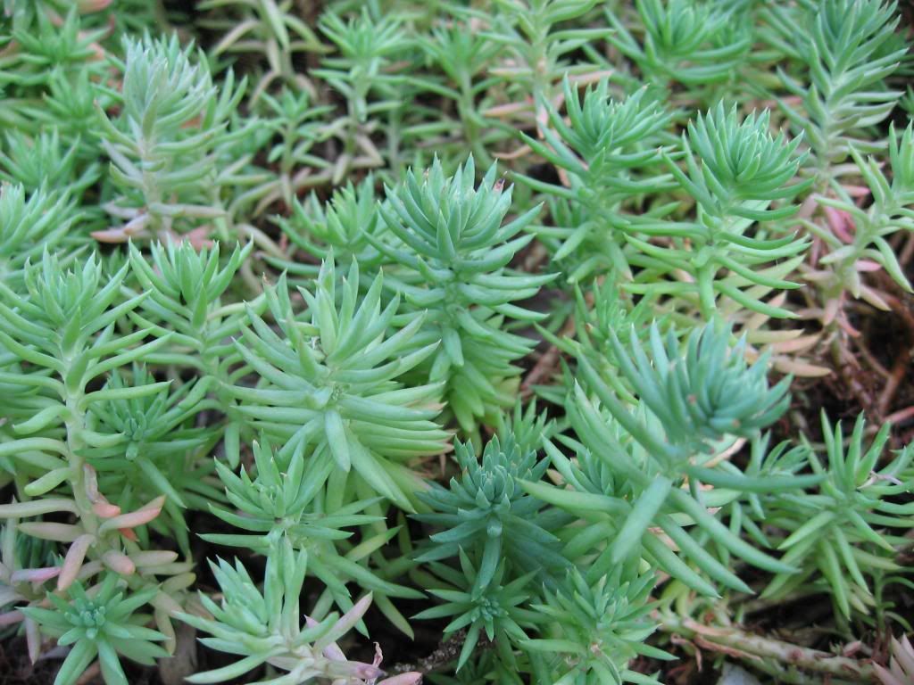 photo Sedum_reflexum_1_by_Line1_zps5b65d3f6.jpg