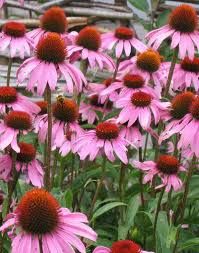 photo echinacea_zps963947e0.jpg