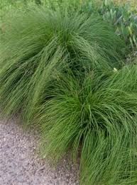 photo prairiedropseed_zpscc3866d2.jpg