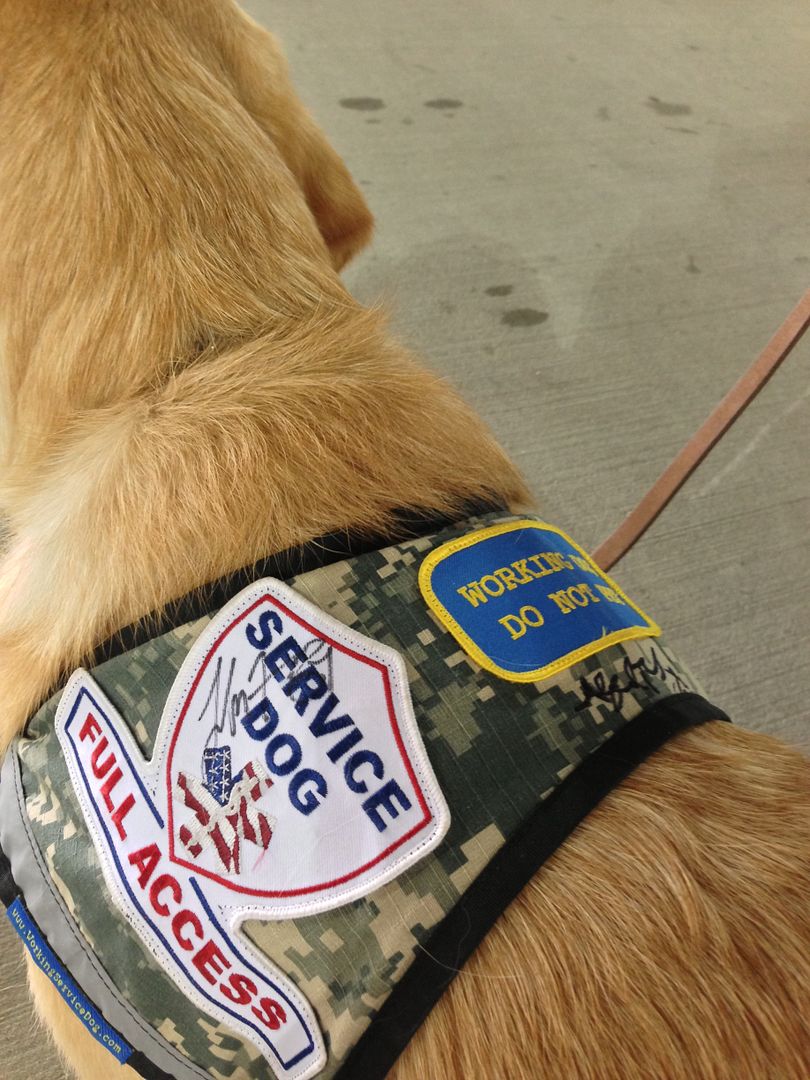 Fake service dogs provoke resentment, possible rule changes