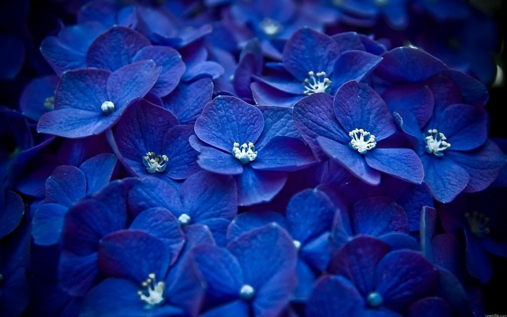  photo dark-blue-flowers-1680x1050_zpsb7811ffa.jpg