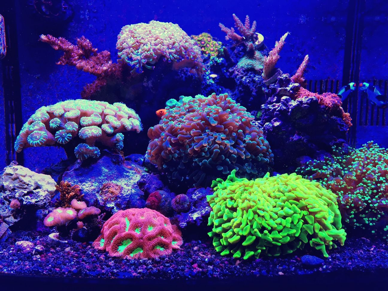 BrianWarholak zps0nrixscq - Full Tank Shot Friday Winner