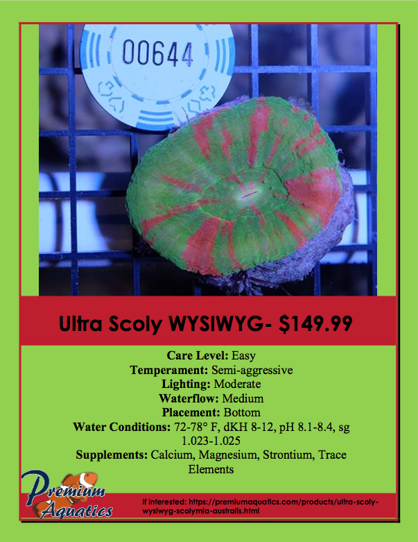 Ultra20Scoly zpszkpd6lvb - Ultra Scoly WYSIWYG