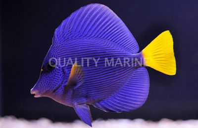 purple%20tangs%205-11-17_zpsdpyofwts.jpe