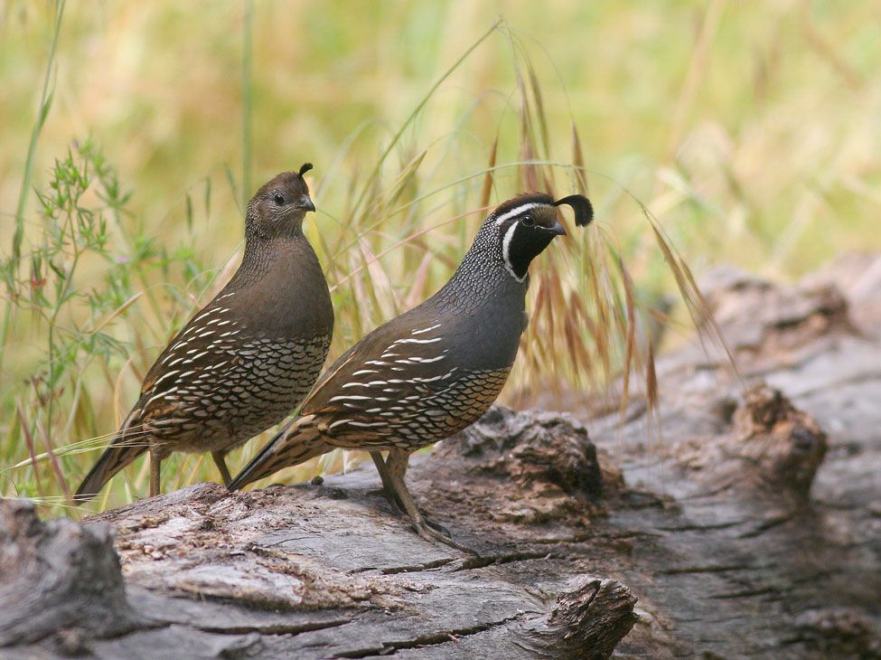 Bán vài cặp chim cút-quail california [ cút mỹ ] trưởng thành và trỉ vân nam cực đẹp - 1