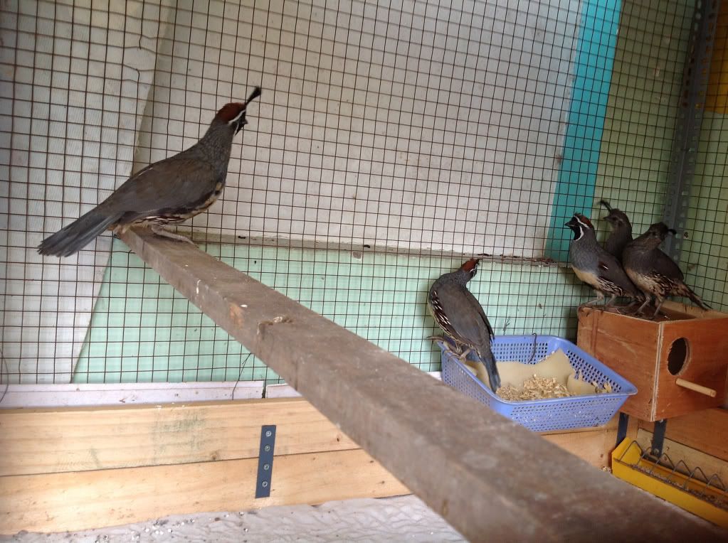 Bán vài cặp chim cút-quail california [ cút mỹ ] trưởng thành và trỉ vân nam cực đẹp - 2