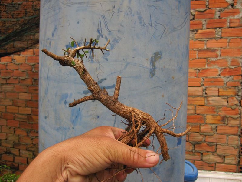 photo IMG_3117_zpsed7db78a.jpg