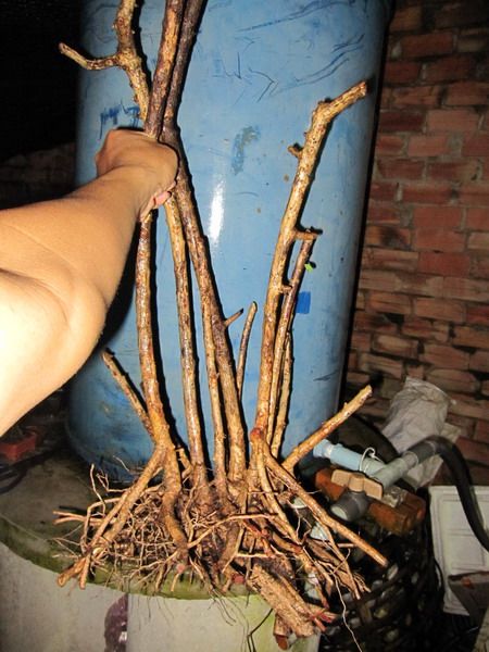 photo IMG_3180_zpsc1acacd3.jpg