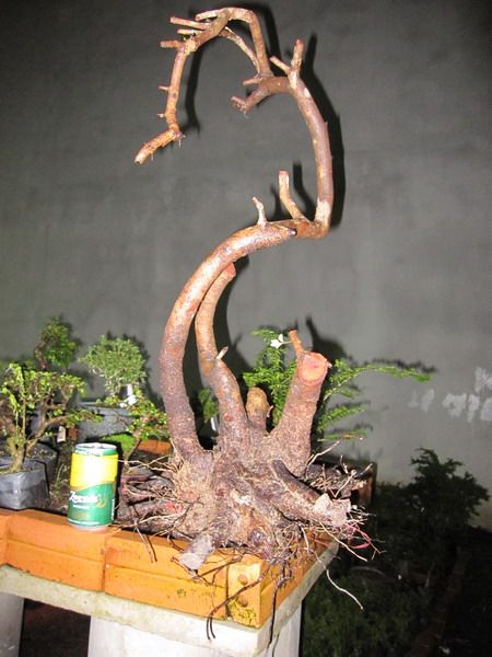 photo IMG_3228_zps0fa2dacd.jpg