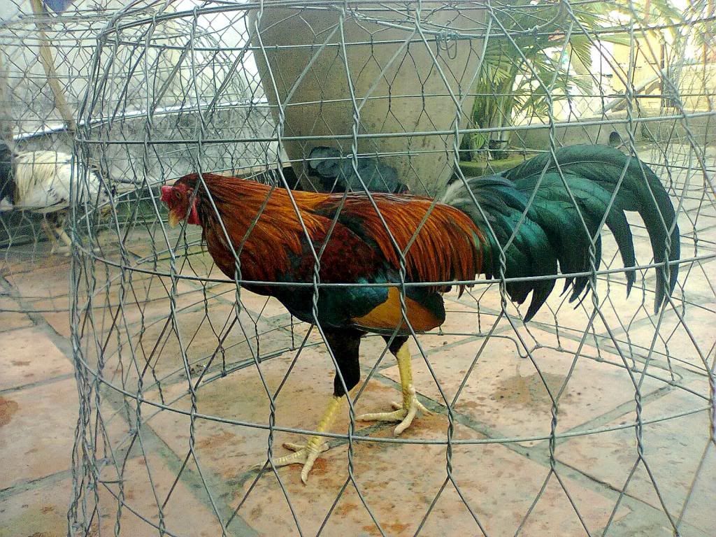 Củ Chi. Gà Lông hàng tốt cho ae chơi. - 9