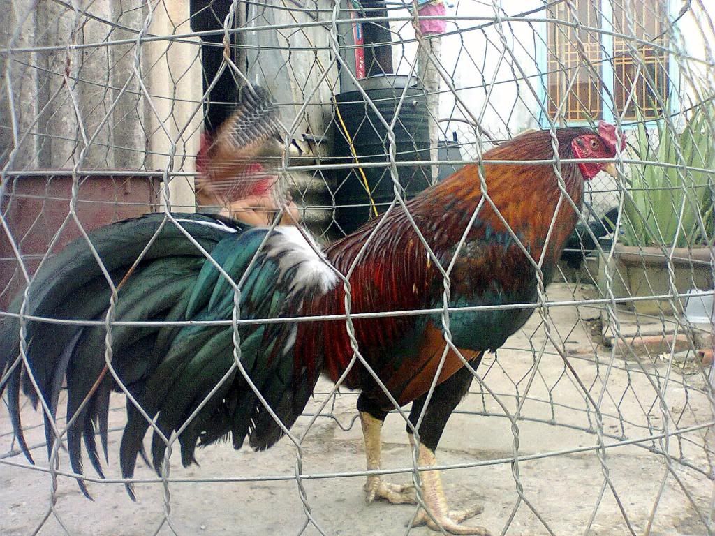 Củ Chi. Gà Lông hàng tốt cho ae chơi.