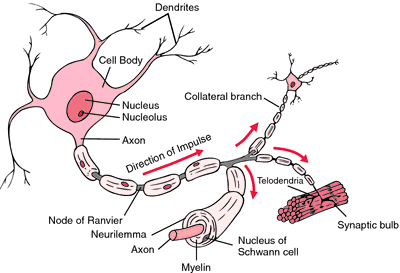  photo Structure of a typical myelin sheath. From medical-dictionary.thefreedictionary.com_zpszcdk5sgr.png
