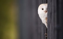 peeping tom photo: Little Owl white_owl_2-t1_zpsc6317557.jpg