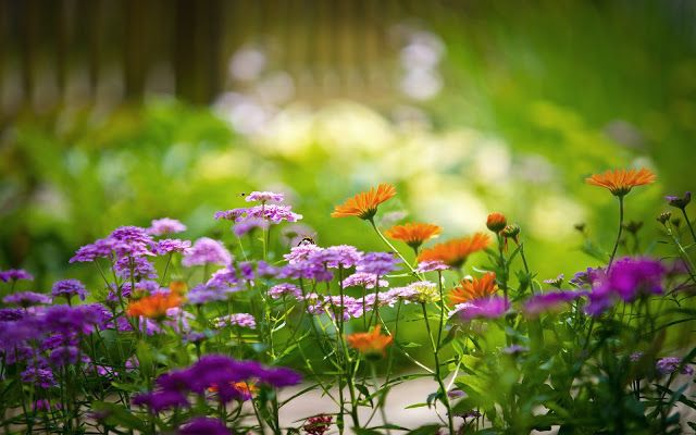amazing colours photo: Lovely Spring #pbNature lente-achtergrond-met-bloemen.jpg