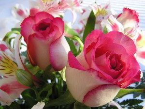 Roses photo: Lovely Roses 41_17618_1199952884_zps230883b6.jpg