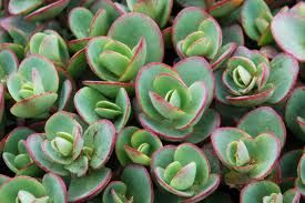 photo limezingersedum_zpsf66f8b65.jpg
